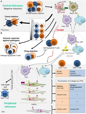 Shaping of Peripheral T Cell Responses by Lymphatic Endothelial Cells